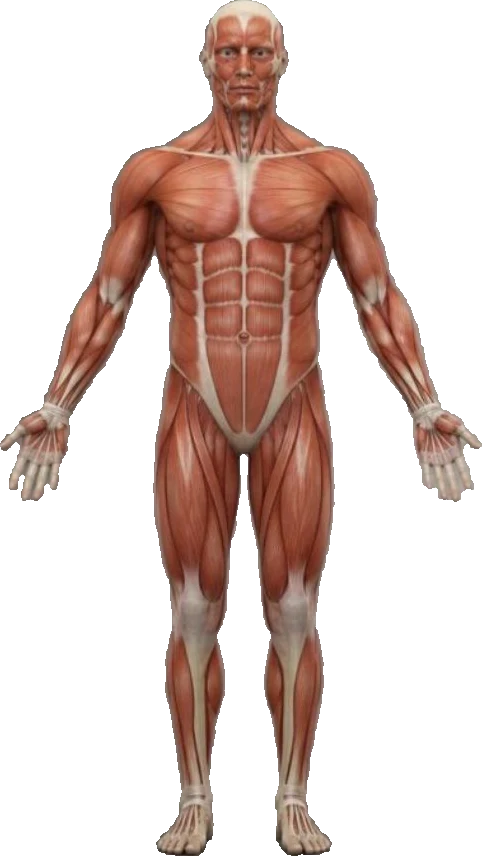 Planche anatomique de face — zones traitées en massage thérapeutique